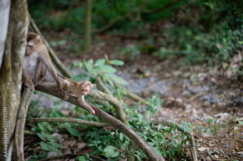 Monkeys and monkeys in the fertile forest