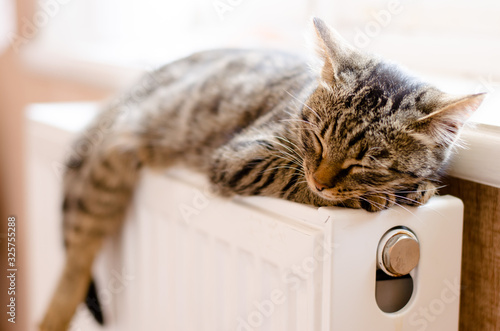 Striped kitten sleeps on a radiator near the window