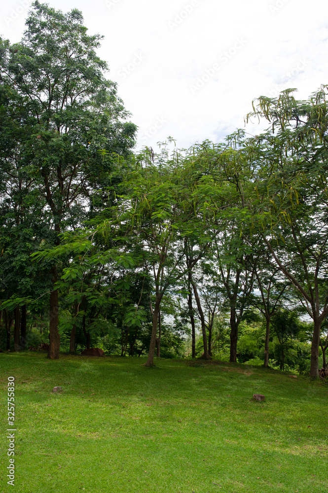 Beautiful green leaves in the rainy season. Natural concept Beautiful green leaves in the rainy season. Natural concept