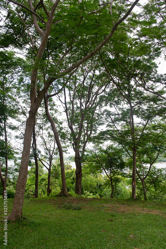 Beautiful green leaves in the rainy season. Natural concept Beautiful green leaves in the rainy season. Natural concept
