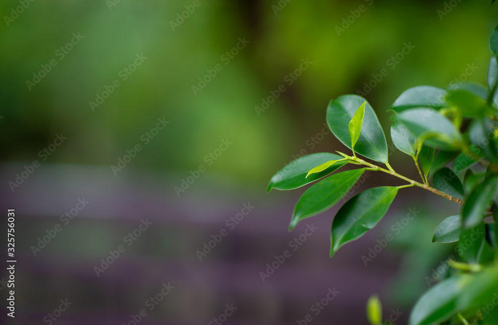 Beautiful green leaves in the rainy season. Natural concept