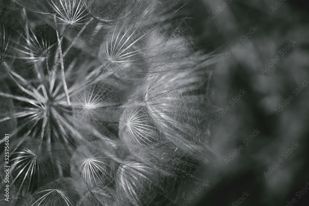Beautiful abstract dandelion flower background.