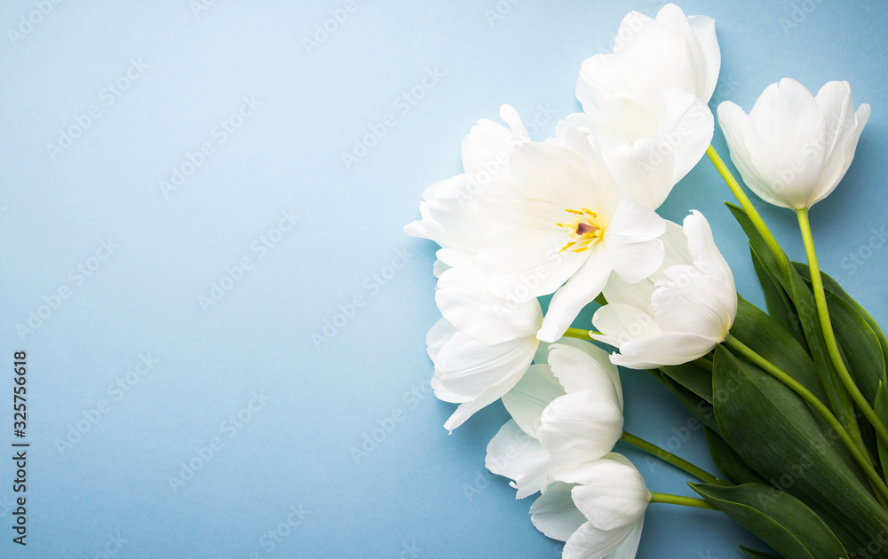 White tulips on blue background top view. Happy spring Holidays. Valentine's day. Birthday. Women's day. Easter. Flower wedding card, invitation, banner White tulips on blue background top view. Happy spring Holidays. Valentine's day. Birthday. Women's day. Easter. Flower wedding card, invitation, banner