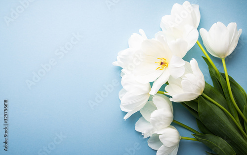White tulips on blue background top view. Happy spring Holidays. Valentine's day. Birthday. Women's day. Easter. Flower wedding card, invitation, banner 