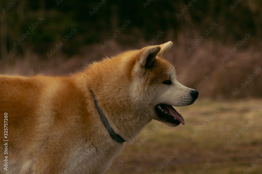 portrait of a dog