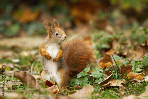 Adorable red squirrel  sciurus vulgaris  standing on the dry foliage. Orange rodent having a guard in the park. Little creature looking for some nuts. Concept of astuteness.