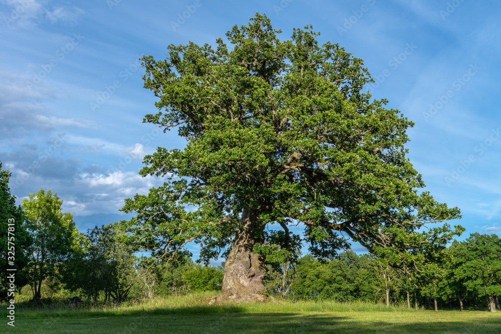 Old knotty oak tree in a summer field