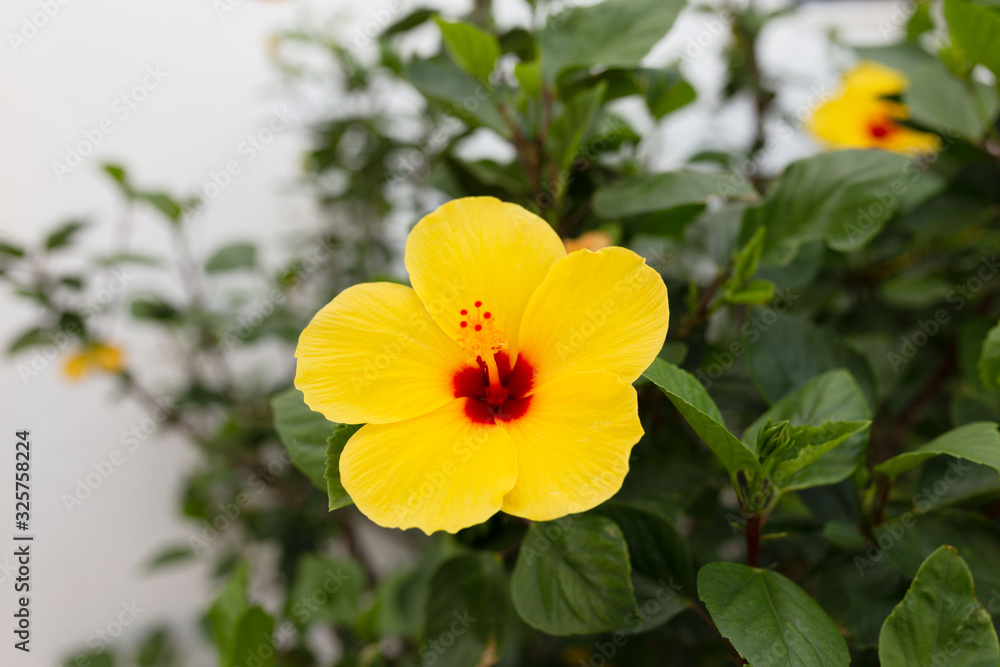 Hibiscus amarillo foto naturaleza Hibiscus amarillo foto naturaleza
