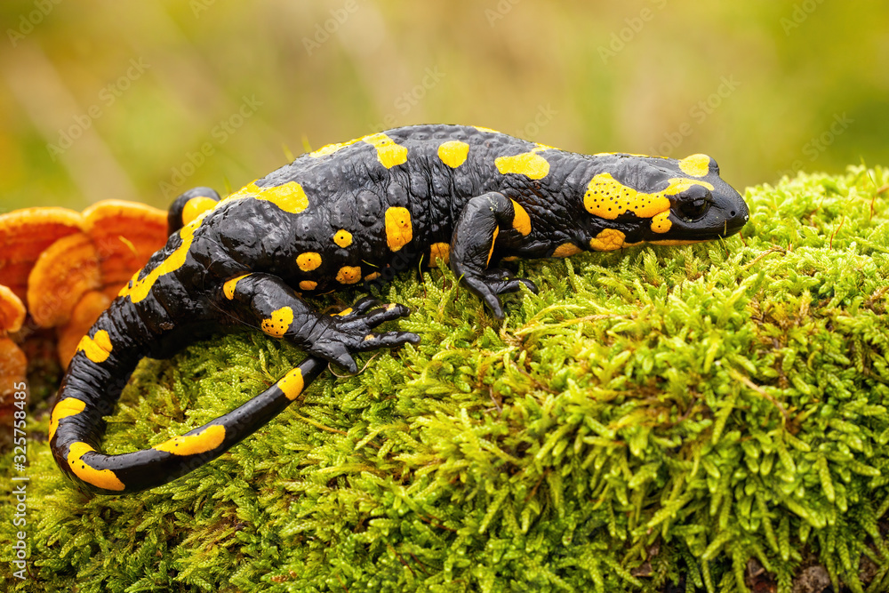 Adult fire salamander, salamandra salamandra, lying on green moss and fungi in Slovak nature. Vivid green wildlife scenery with a amphibian creature resting. Adult fire salamander, salamandra salamandra, lying on green moss and fungi in Slovak nature. Vivid green wildlife scenery with a amphibian creature resting.