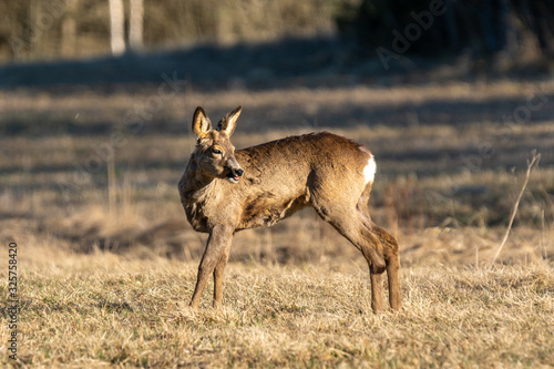 Female roe deer sounding to alert the other deer
