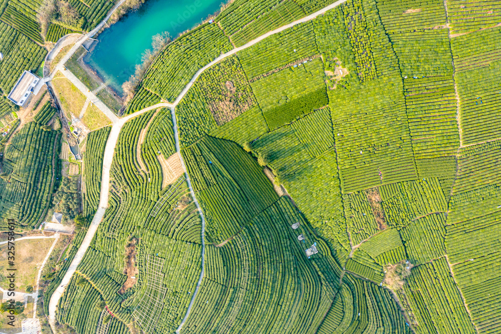 Obraz premium tea plantation