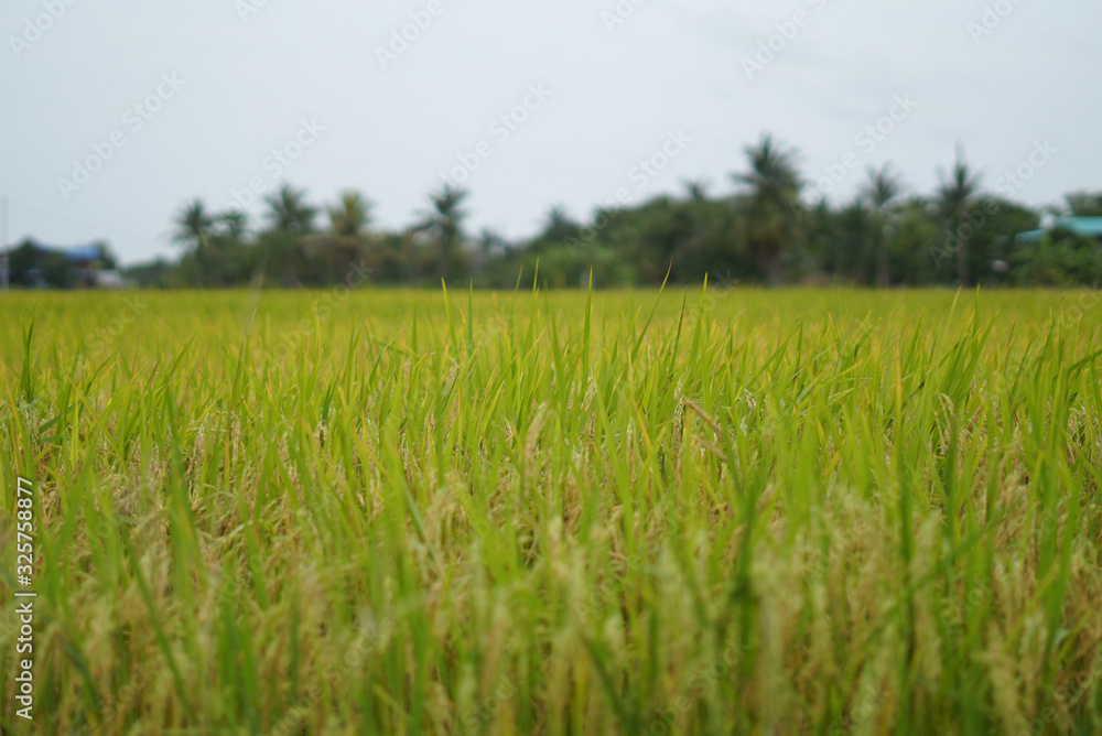 out of focus for background.landscape green and yellow rice field in Thailand