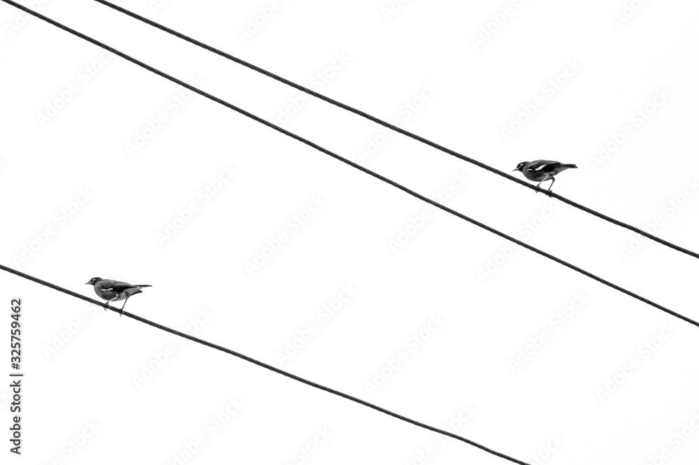 Birds on a wire Birds on a wire