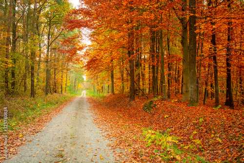 A straight road through a colorful autumn forest, autumn view