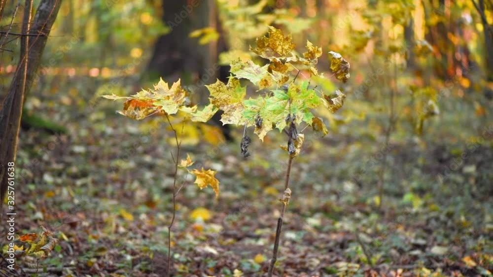 Package of plastic garbage in the forest. Nature pollution. Trash bin filled with waste after picnic. Environmental pollution Package of plastic garbage in the forest. Nature pollution. Trash bin filled with waste after picnic. Environmental pollution