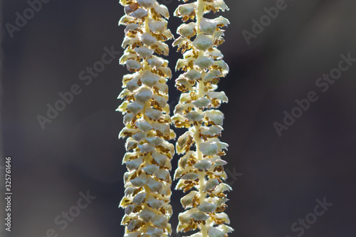 lowers of the Corylus avellana, the common hazel,