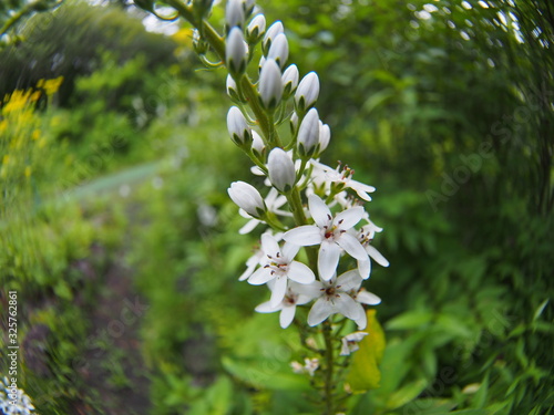 White flower of scientific name 