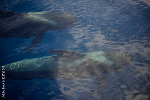 pretty little whales visible on excursions on the island of Tenerife © Image'in