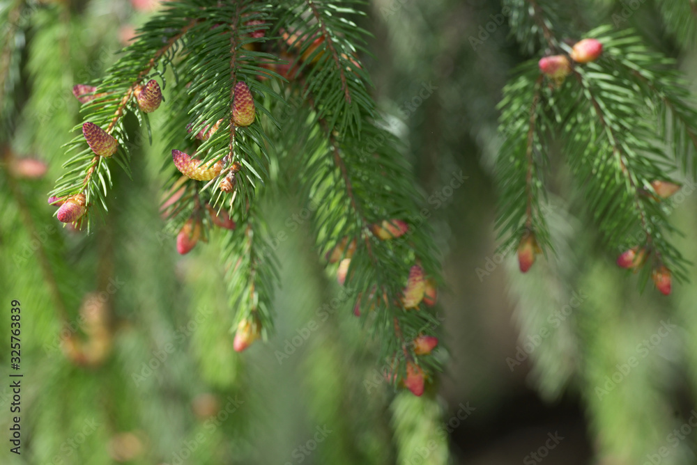 Spruce pine branch with young cones