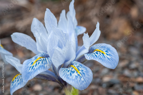 Iris reticulata 'Katherine Hodkin'