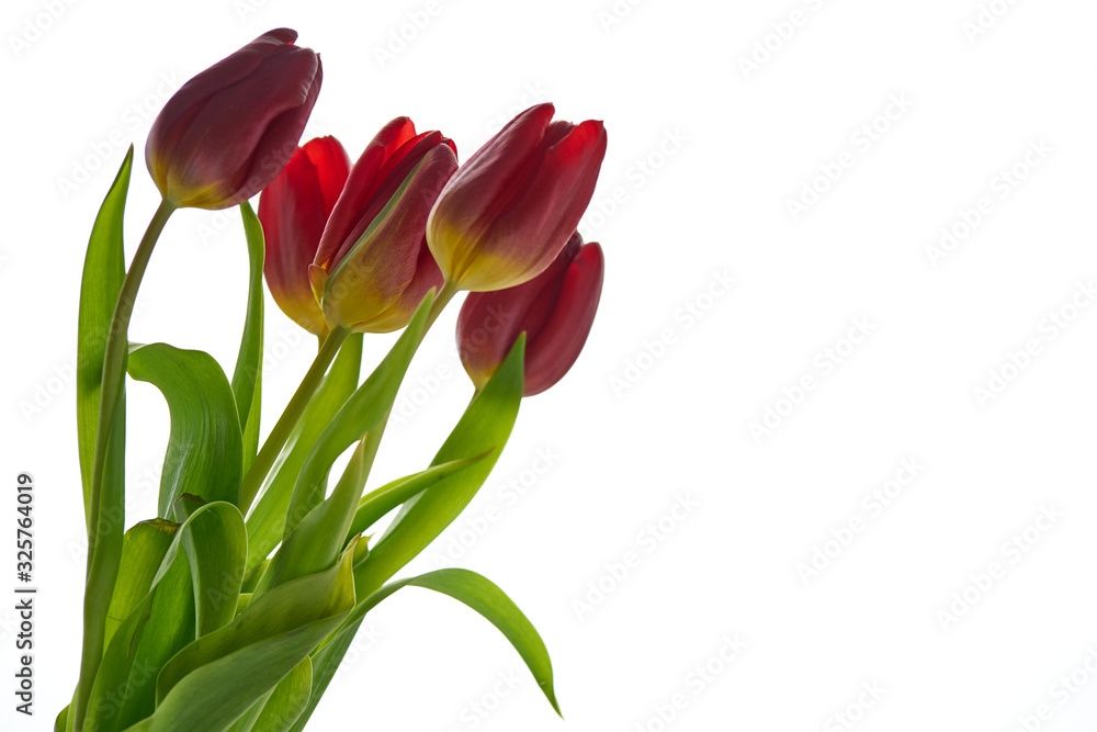 Delicate tulips on a white background on the eighth of March. Red tulips on a white background for a woman's day. Copy space on white background. Delicate tulips on a white background on the eighth of March. Red tulips on a white background for a woman's day. Copy space on white background.