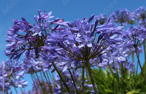 The bright blue flowers of Agapanthus praecox, also known as African Lily or Lily of the Nile against a background of blue sky.