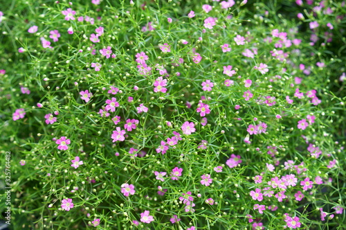 Small flower of pink Gypsophila elegans