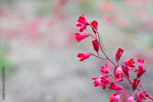 Tiny red flowers on grey background  garden finds