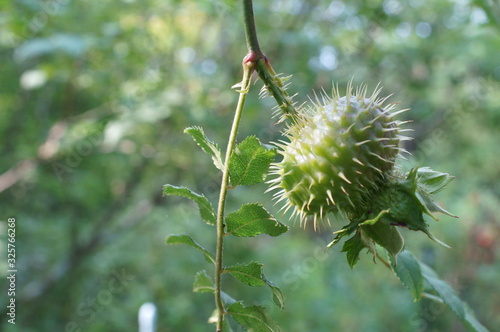 Rosa hirtula, an endemic plant in Japan photo