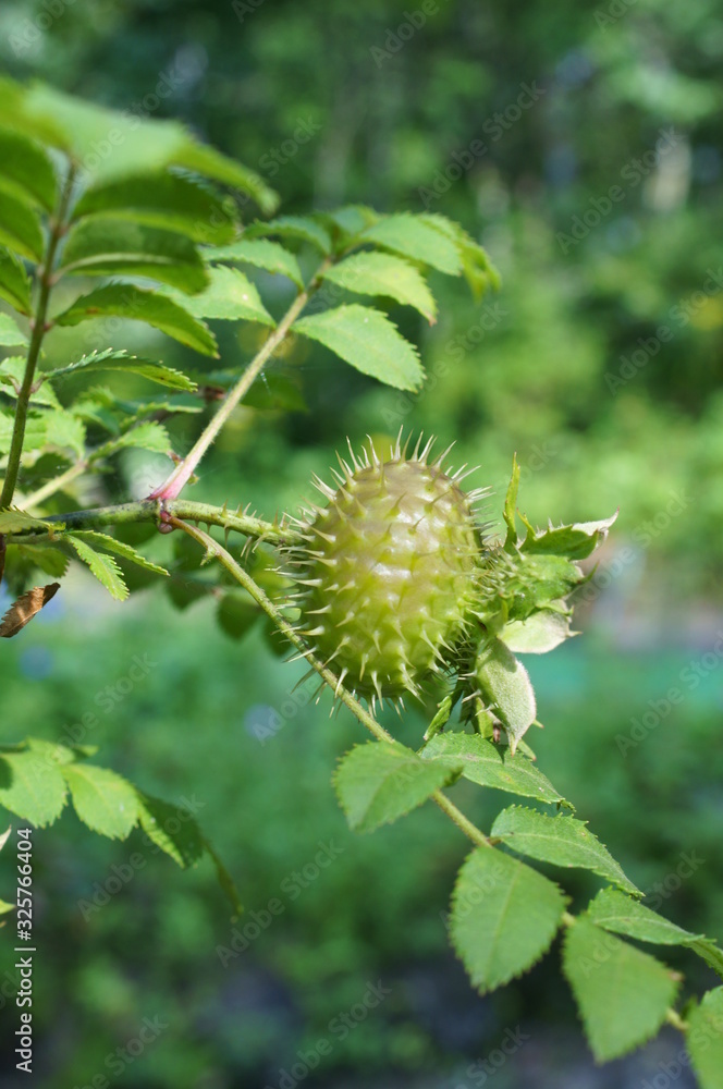 Rosa hirtula, an endemic plant in Japan Rosa hirtula, an endemic plant in Japan