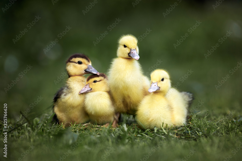 four newborn ducklings posing together on green grass