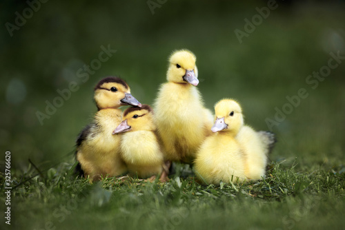 four newborn ducklings posing together on green grass © otsphoto