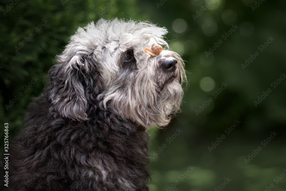 mixed breed dog portrait with a snail on her nose mixed breed dog portrait with a snail on her nose