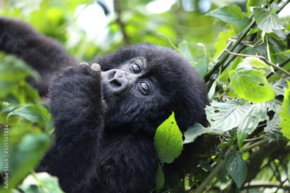 Obraz premium Young mountain gorilla in a tree