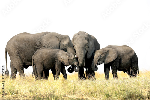 elephant family