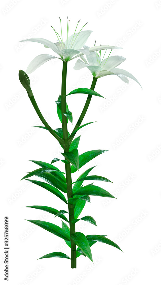 3D Rendering Bright Diamond Asiatic Lily on White