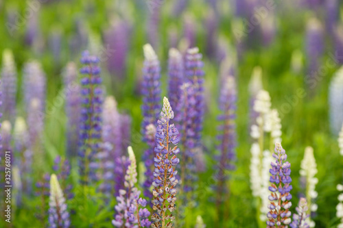 Lupine field with pink purple and blue flowers. Bunch of lupines summer flower background. Lupinus. © bartoshd