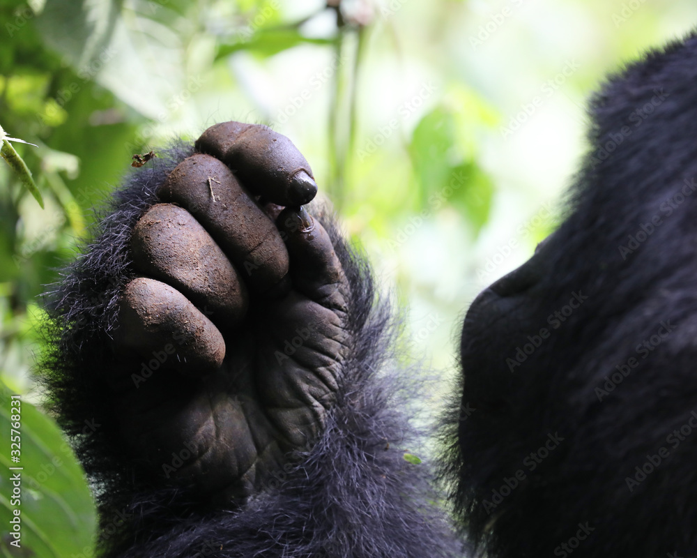 Obraz premium The hand of a gorilla