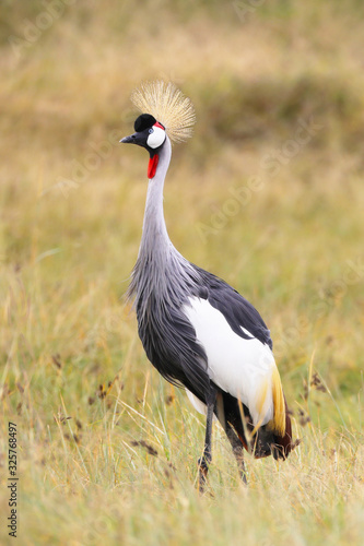 Gray-Crowned Crane standing tall in the plains of Tanzania