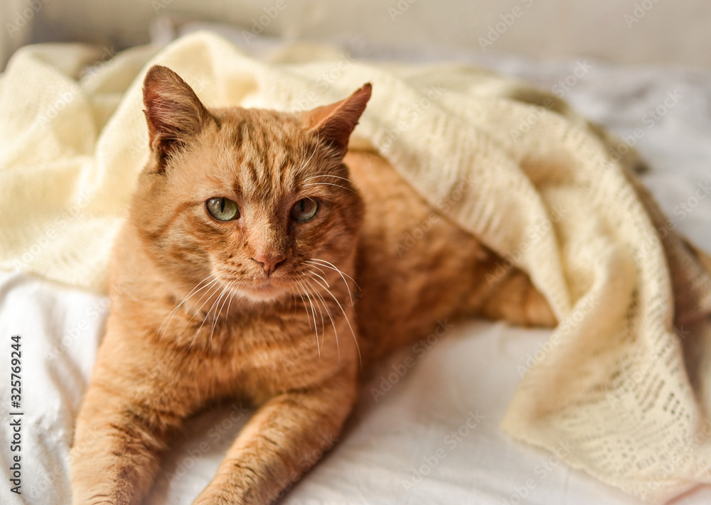 Light red cat on a white blanket, light from the window. A beautiful ginger cat lies.