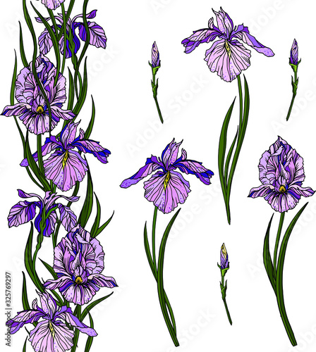 Vector set with light wiolet hand drawn iris flowers with buds and green leaves. Seamless line floral ornament. Isolated on white elements for design cards, posters, invitations, textile.