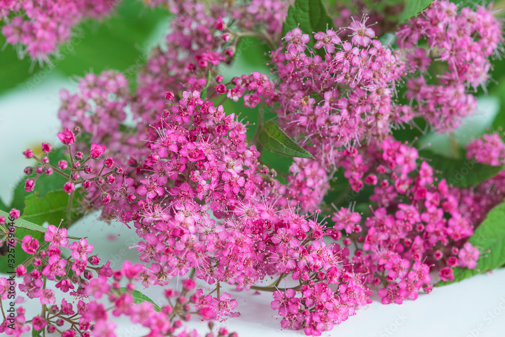 Purple spirea with leaves close up Purple spirea with leaves close up