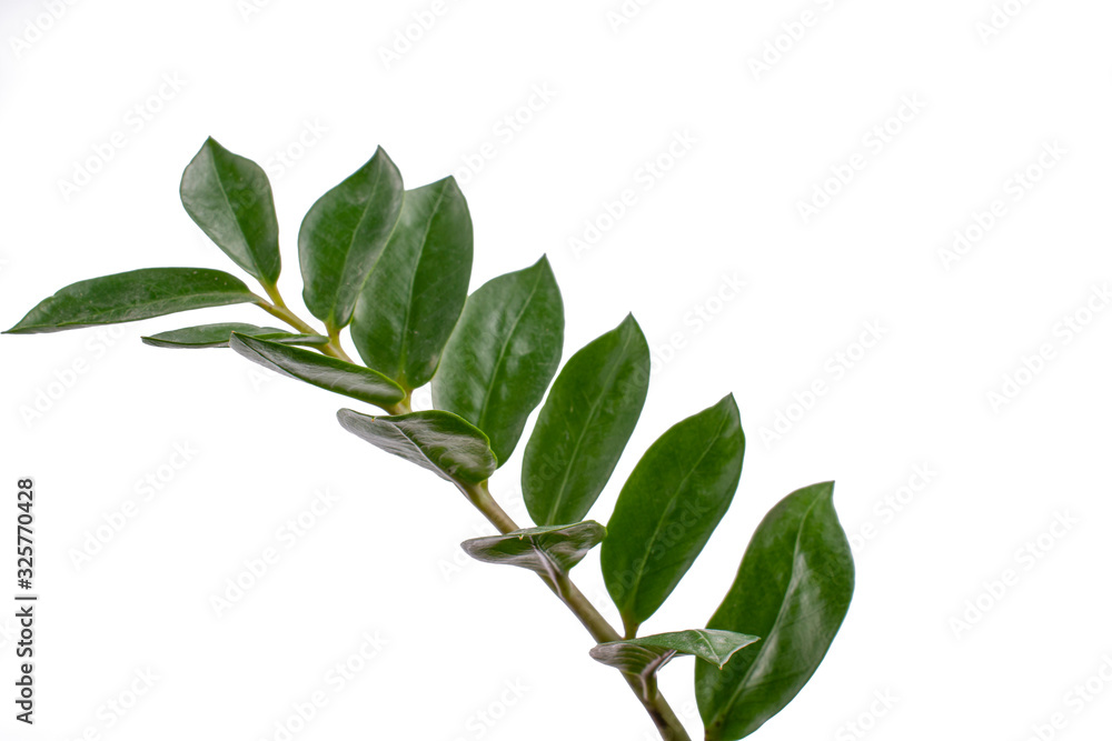 green branches of Zamiokulkas on a white isolated background