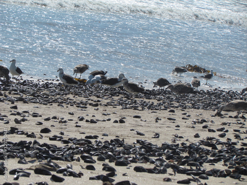 Obraz premium seagulls on the beach