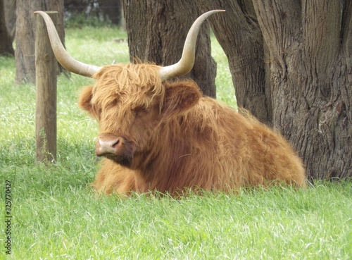highland cow sit on a green grass background.long horn highland cow.australia casttle