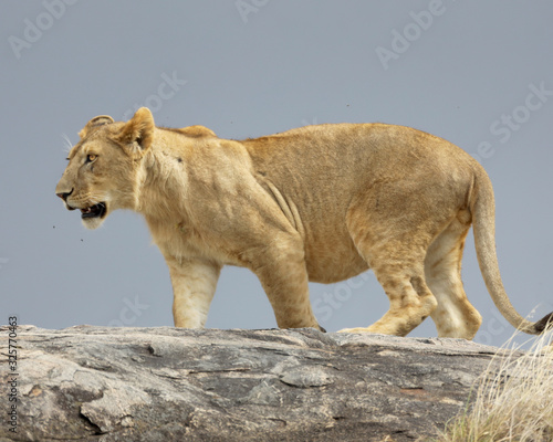 Lion walking on a rock