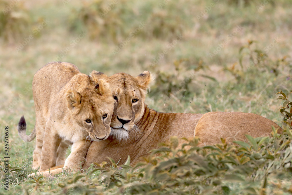 Mother and cub lions Mother and cub lions