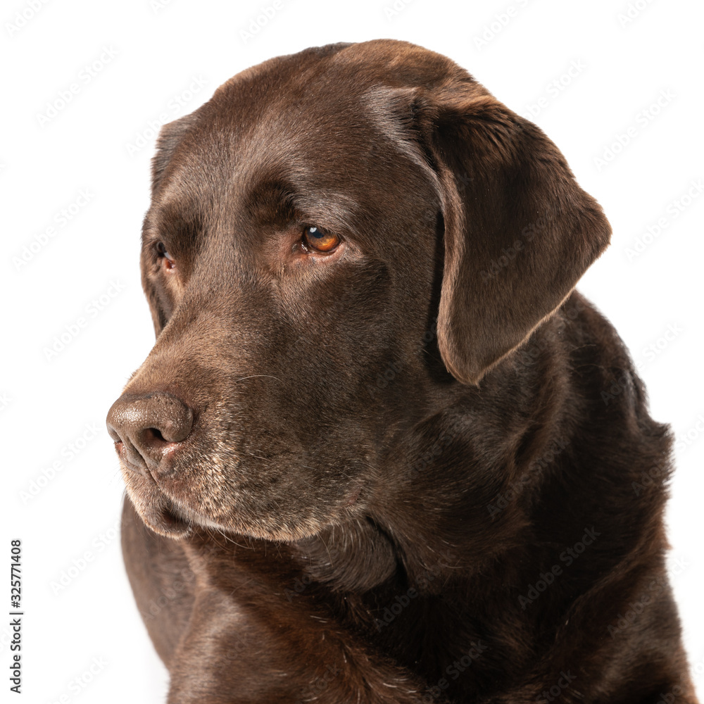 Portrait of a dark brown labrador dog against a white background (1x1) Portrait of a dark brown labrador dog against a white background (1x1)