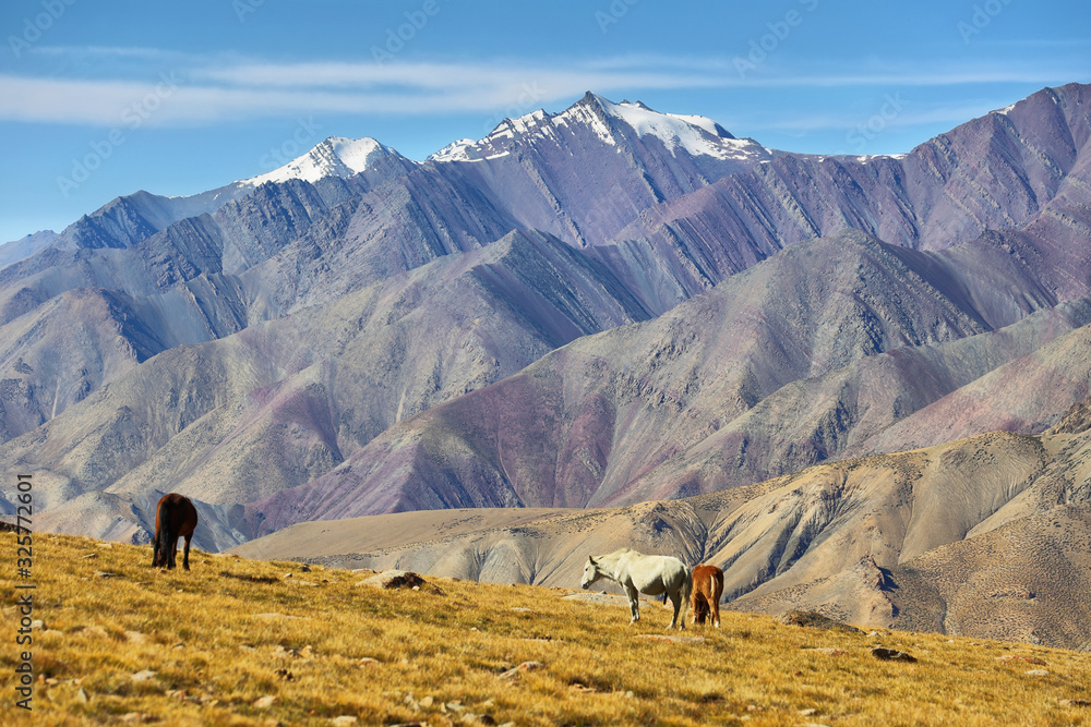 Colorful mountains along Markha Valley trek, Ladakh, India.