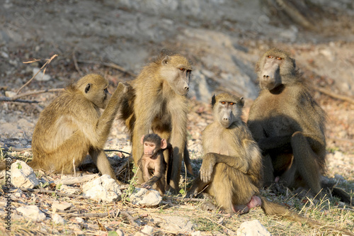 Say cheese  Family baboons